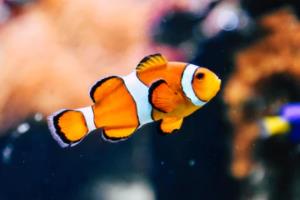 巴西在2022世界杯中的出色表现，一场体育盛事的深度解析世界杯巴西赛绩